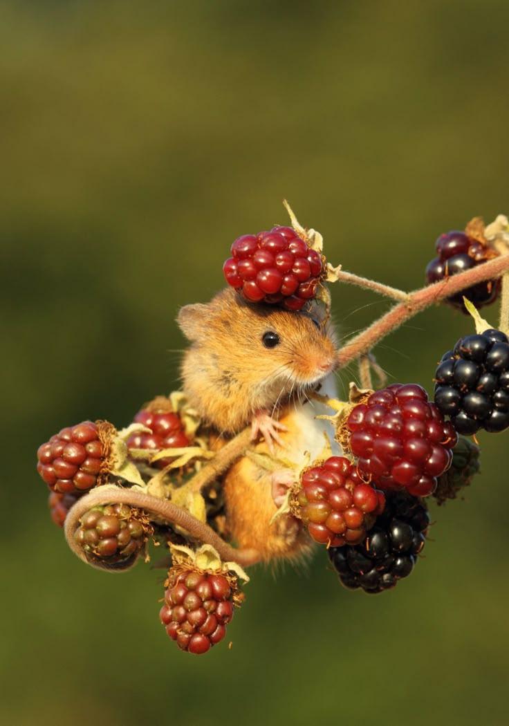 Wholesome Berry Mix: Sun-Kissed Flavors